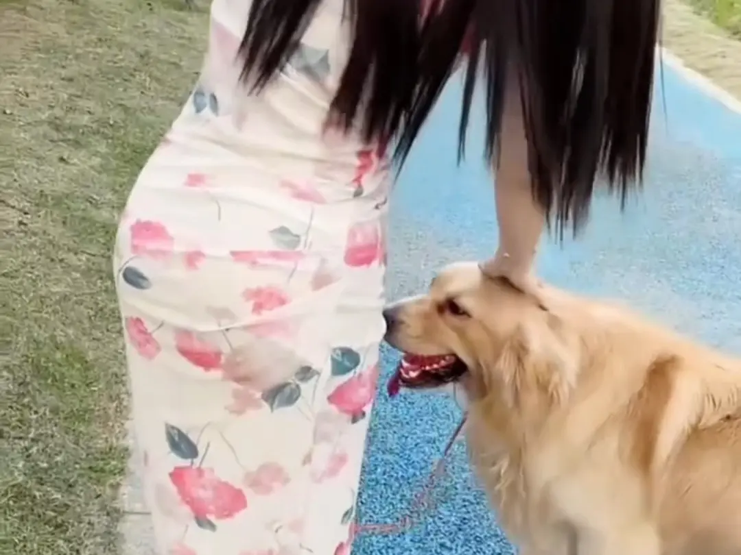 立即观看《抖音香香公主与爱犬金毛科普视频》全集，《抖音香香公主与爱犬金毛科普视频》高清网盘资源在线播放